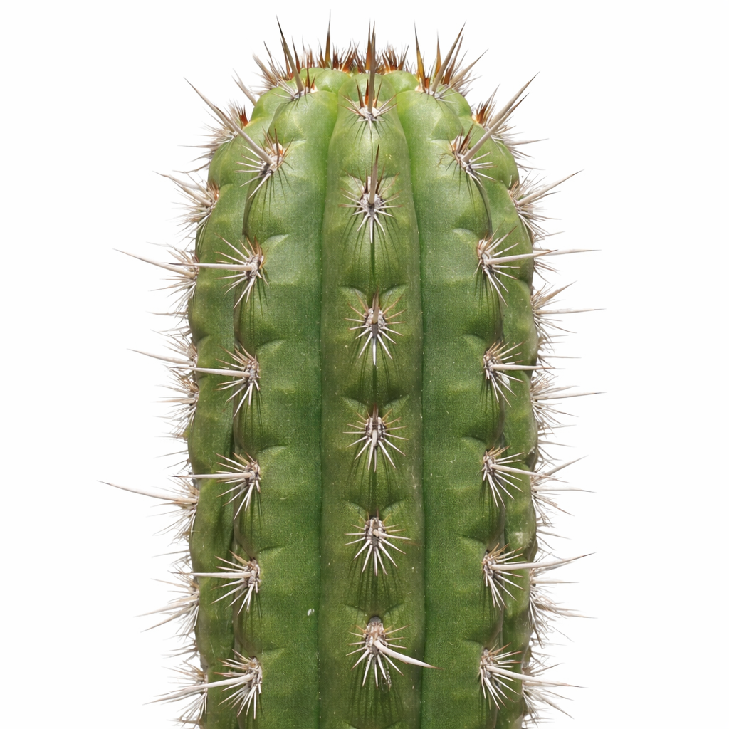 Seticereus roezlii tall green cactus with sharp brown and white spines close-up