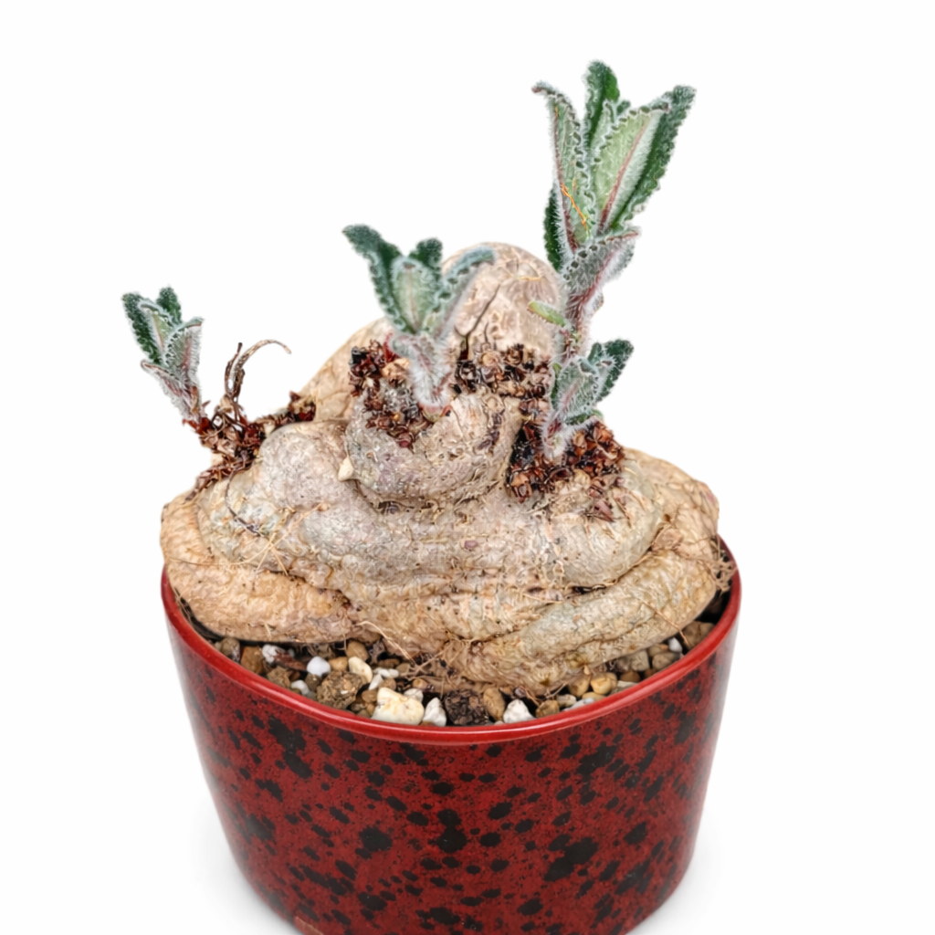 Caudice di Sinningia tubiflora con foglie verdi pelose in vaso maculato di rosso
