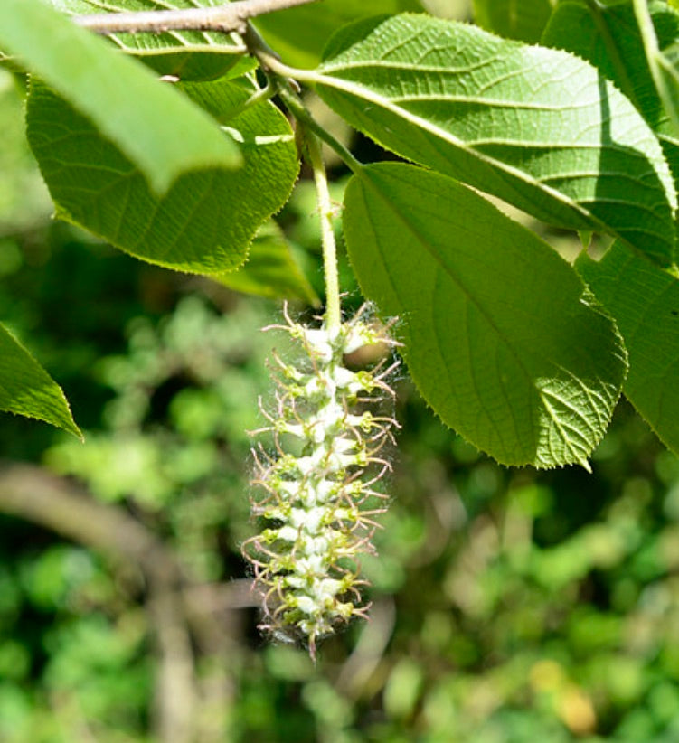 Sinowilsonia henryi hanging cluster of small white flowers with green leaves background