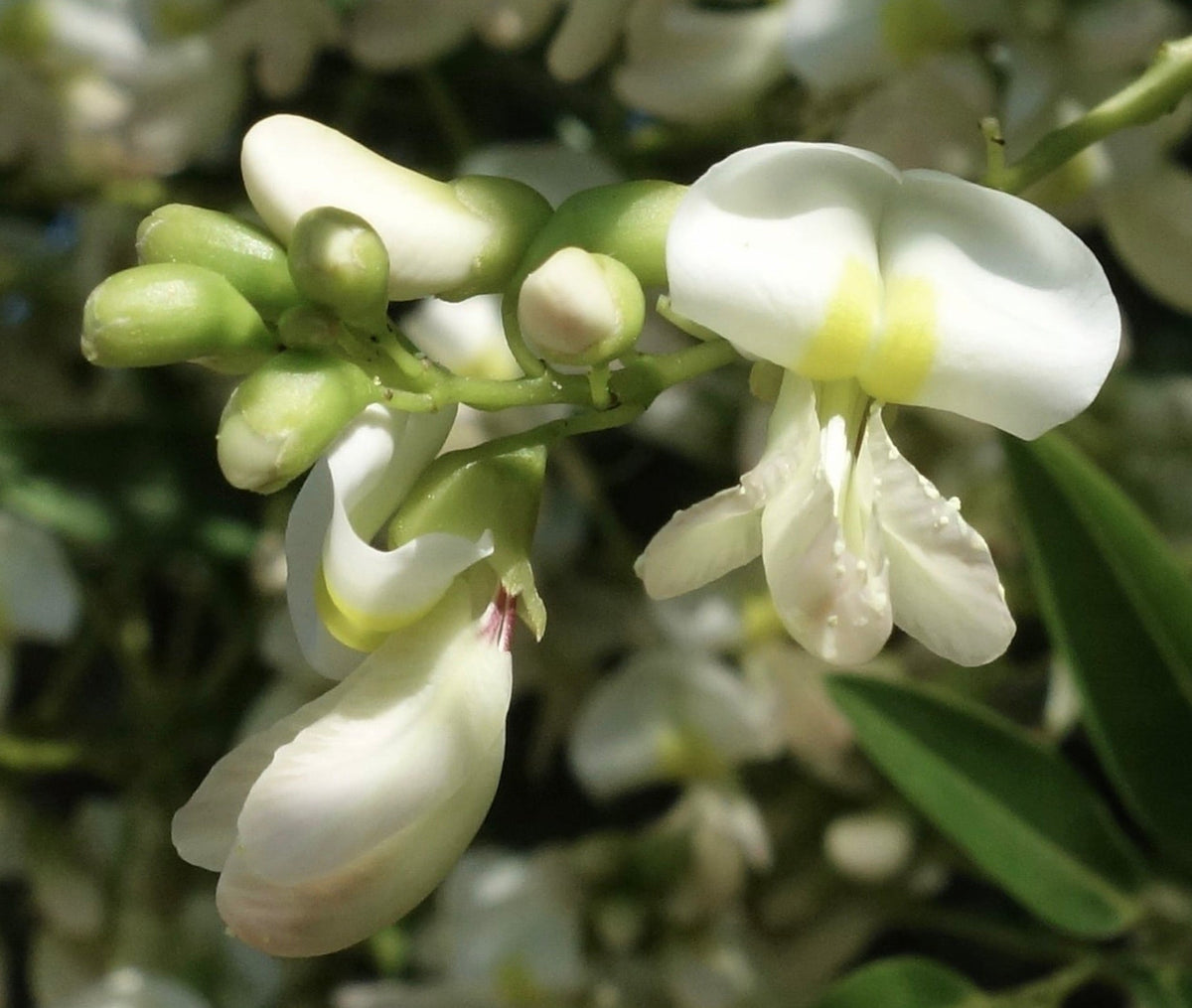 Sophora japonica (syn. Styphnolobium japonicum) 30-50cm | Scholar tree