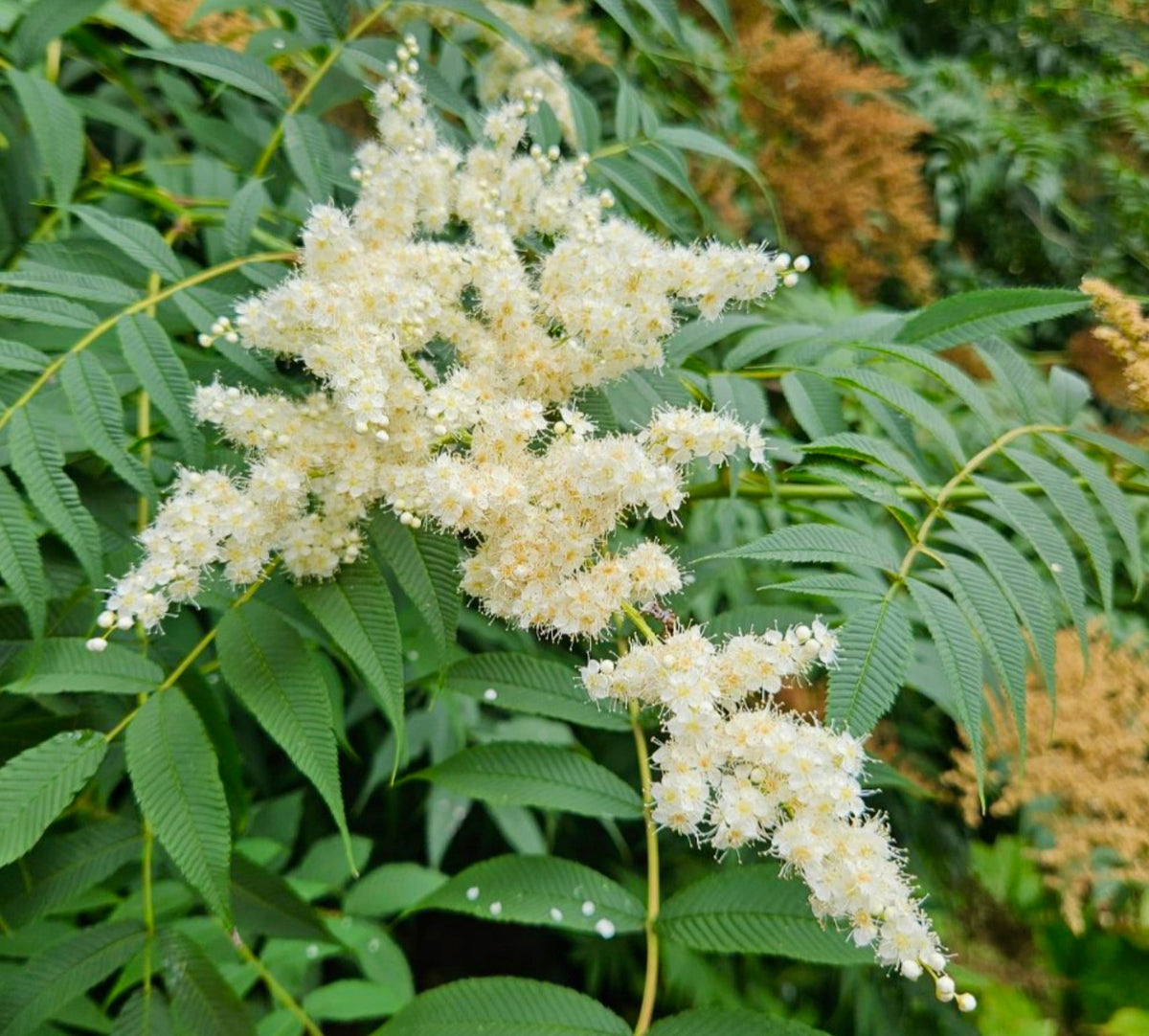 Sorbaria assurgens 30-70cm | False spirea | Ural false spirea