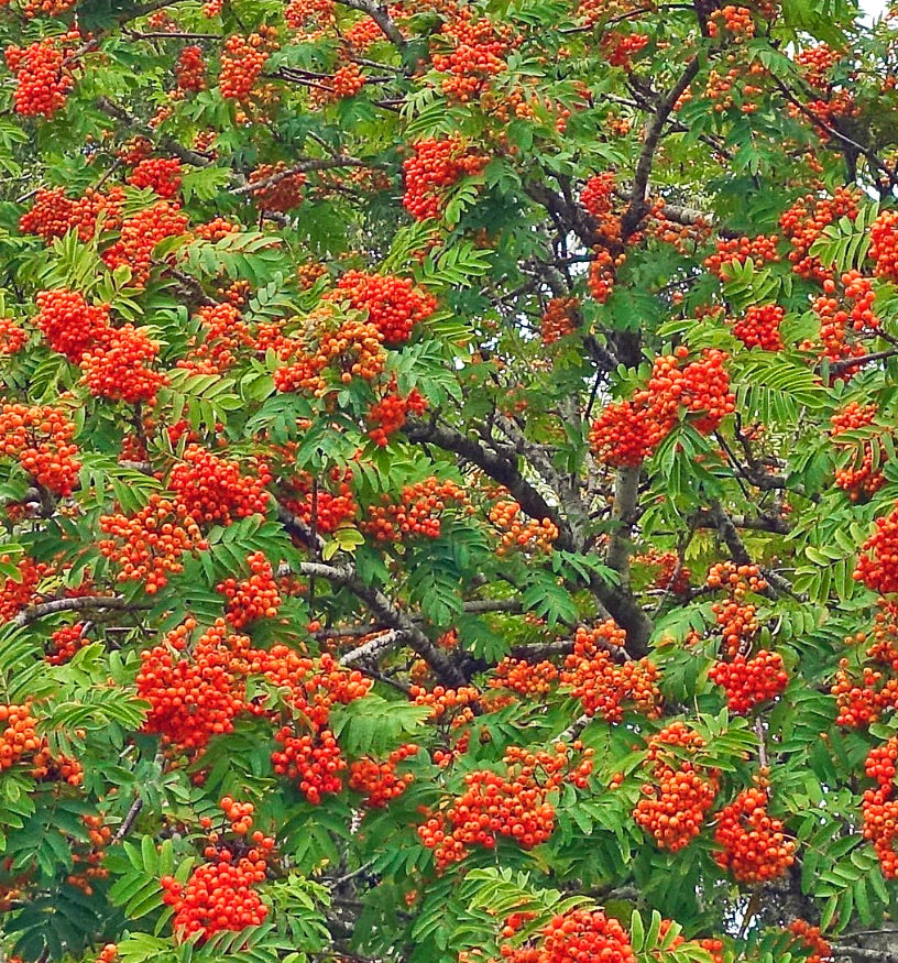 Sorbus aucuparia bright orange berry clusters with green pinnate leaves on tree branches