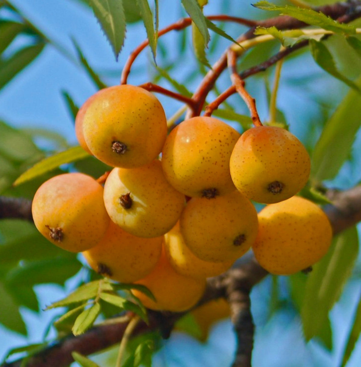 Sorbus domestica 40-60cm | Service tree | Whitty pear