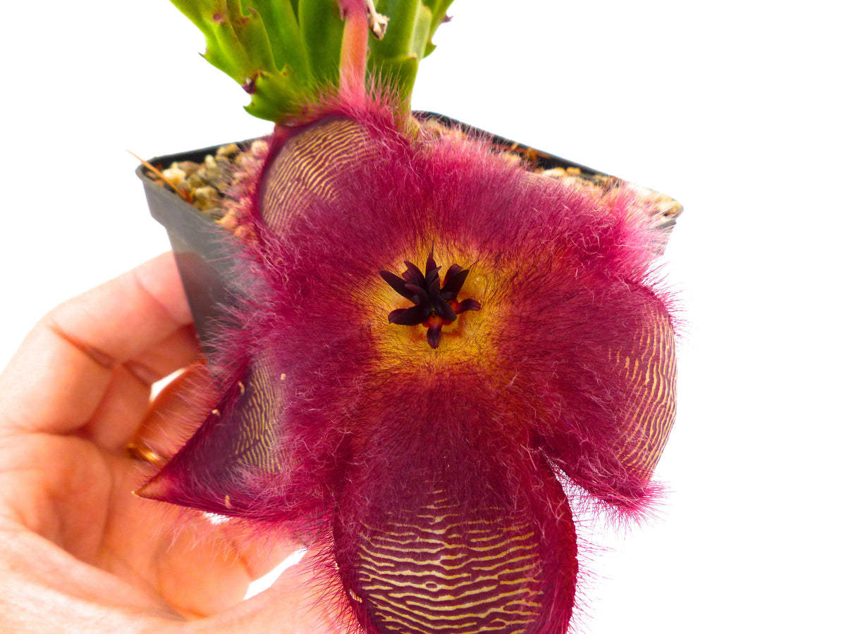 Stapelia hirsuta 5-8cm | Carrion flower | Starfish plant