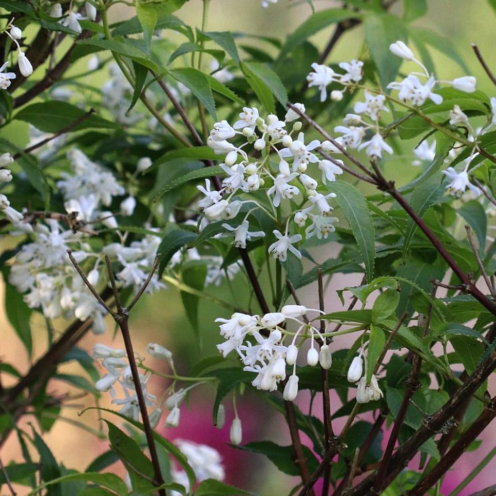 Staphylea bumalda 15-35cm | Japanese bladdernut | Bumalda bladdernut