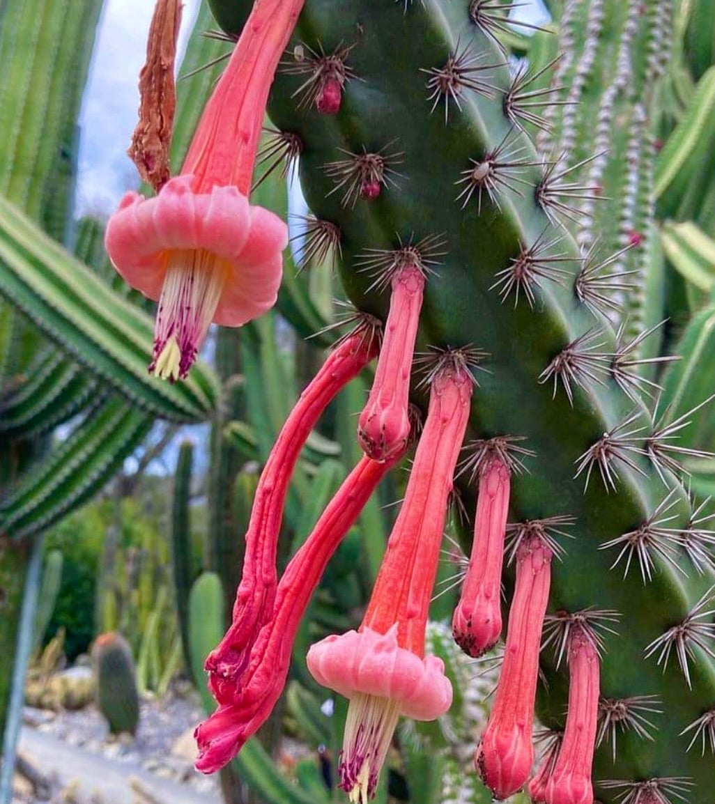 Stenocereus alamosensis 6-15cm | Organ pipe cactus | Pitaya