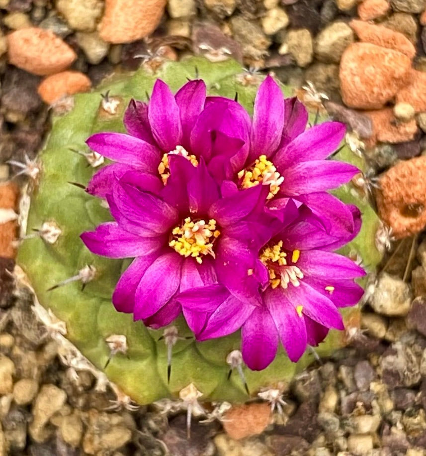 Strombocactus pulcherrimus small cactus with vibrant magenta flowers and spines on rocky soil