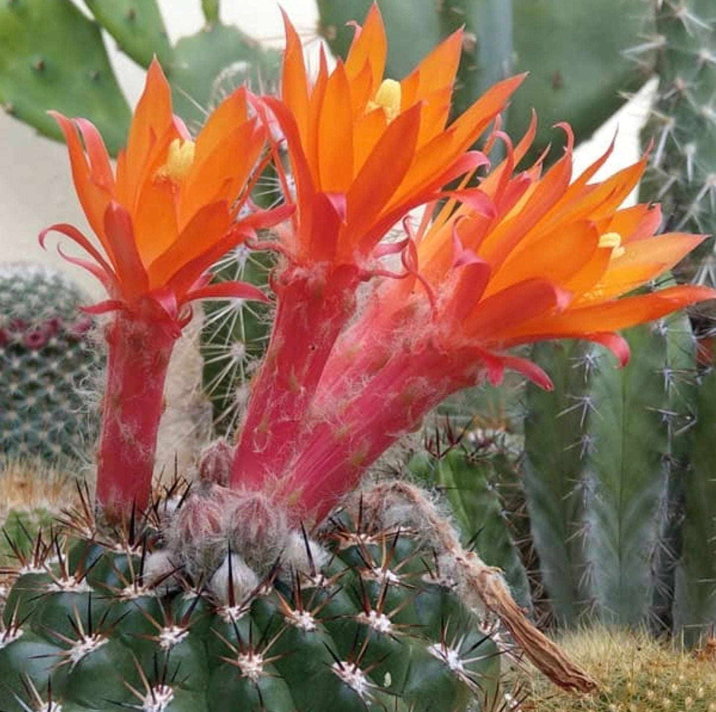 Cactus Submatucana intertexta con vibranti fiori tubolari arancioni e spine dense