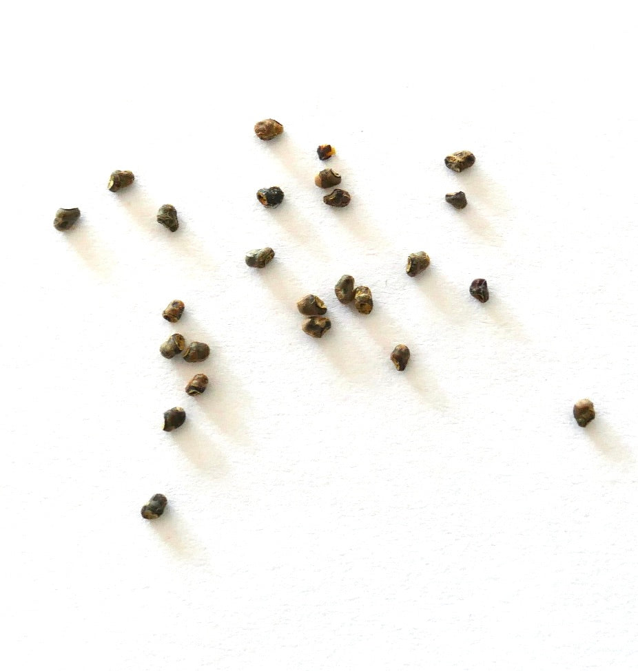 Submatucana tuberculosa cactus seeds scattered on white background