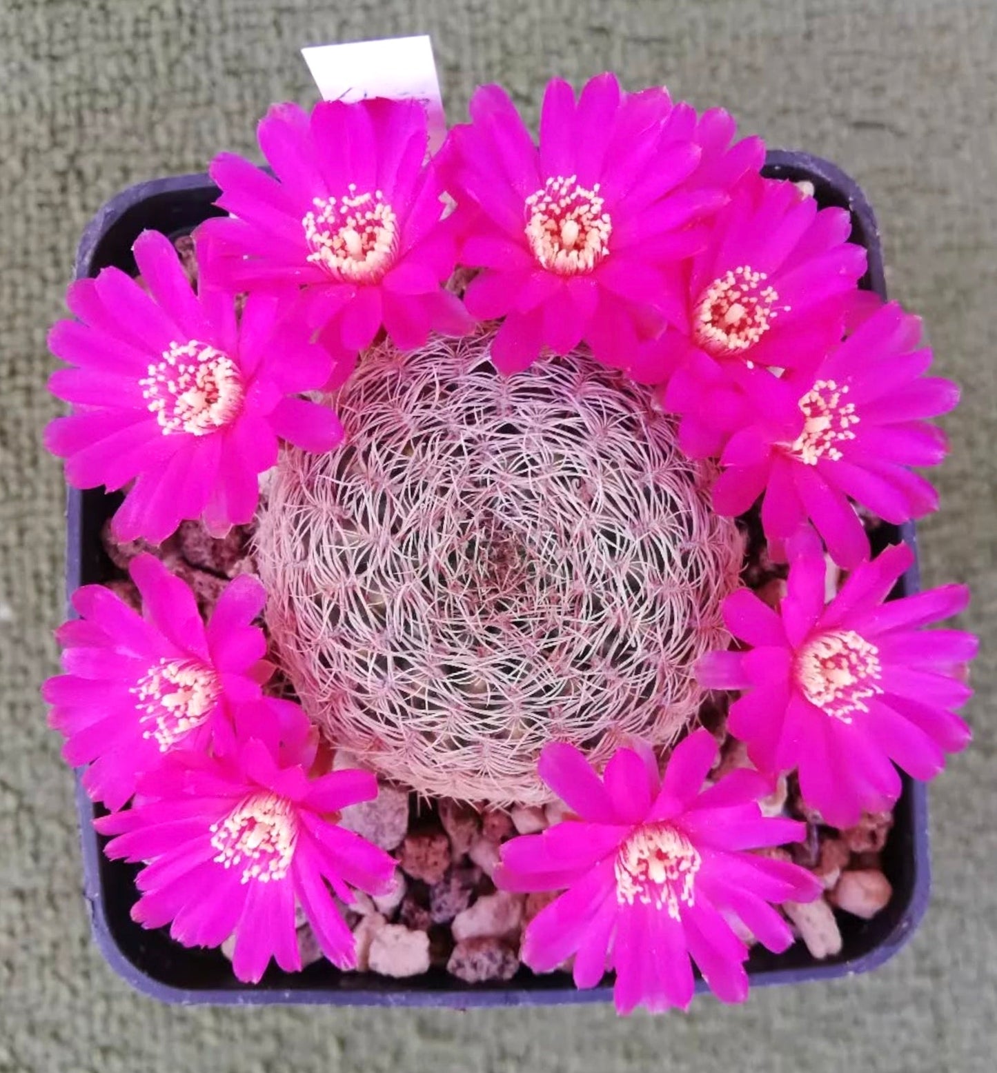 Sulcorebutia albida cactus with bright pink flowers in small black pot