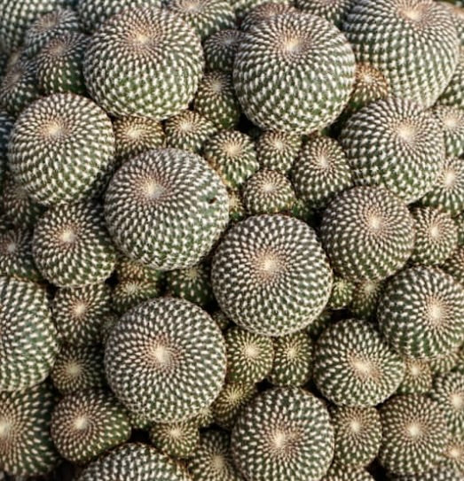 Sulcorebutia arenacea dense cluster of small round green cacti with white spines