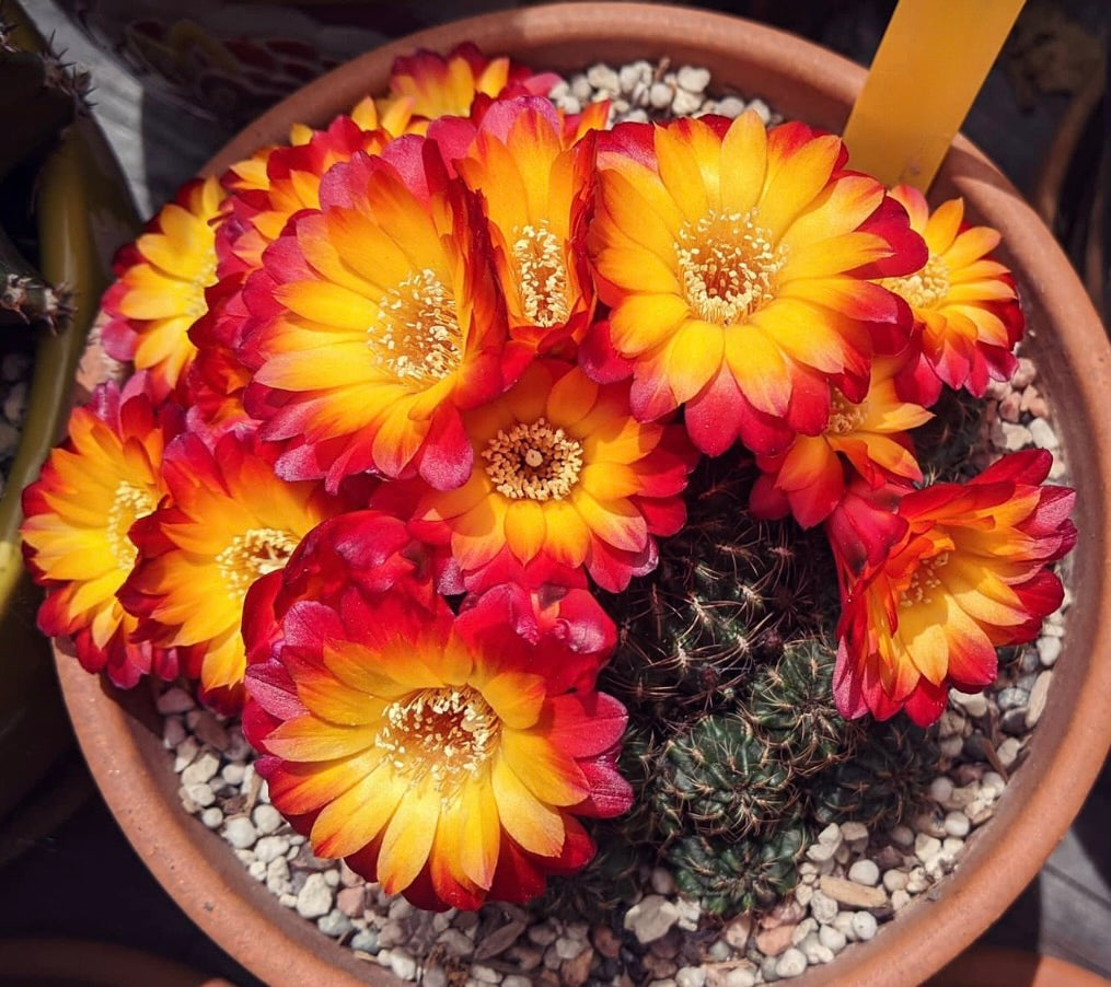 Cactus Sulcorebutia canigueralii con fiori vibranti rossi e gialli in vaso di terracotta