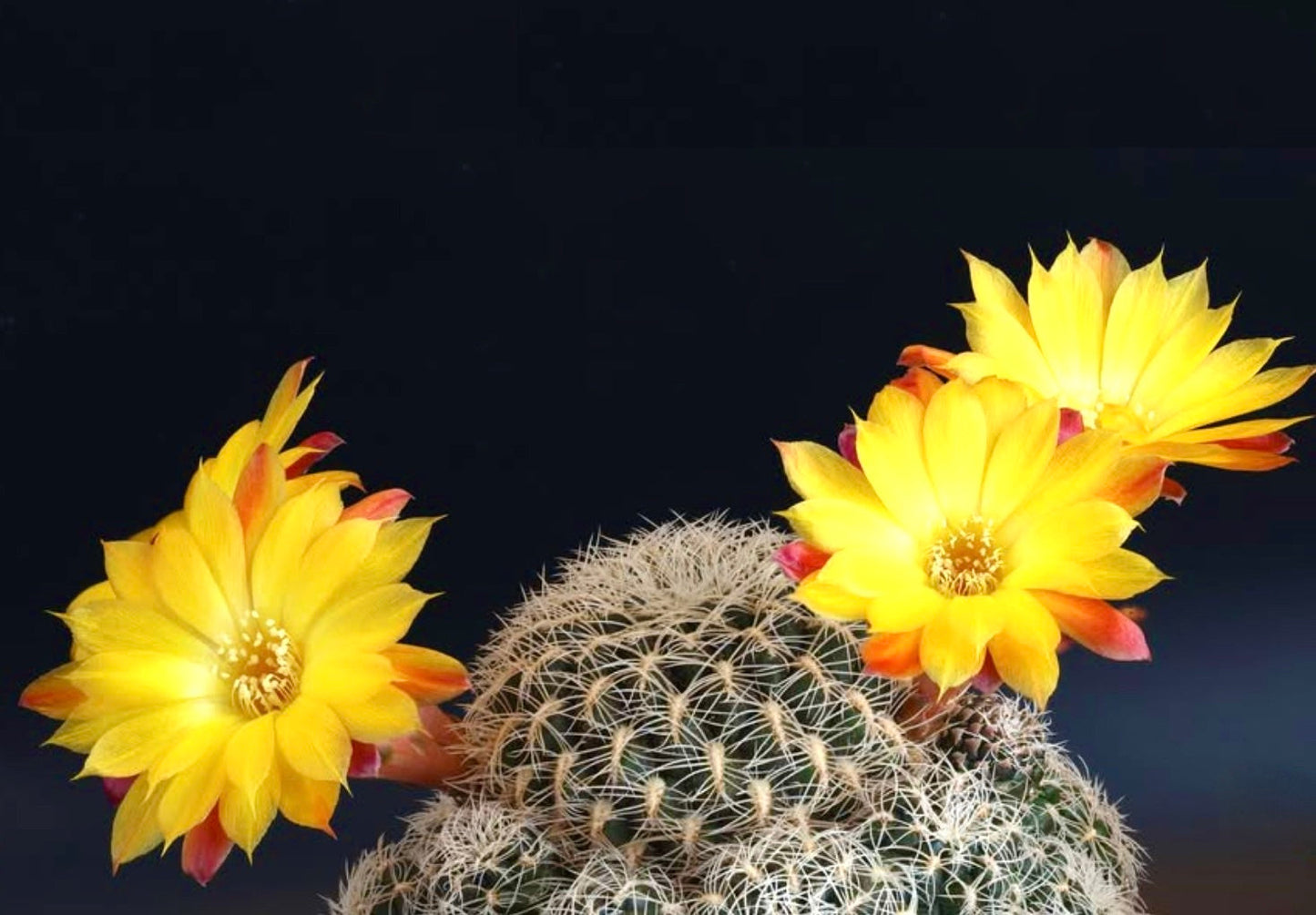 Cactus Sulcorebutia cardenasiana con fiori giallo brillante e fitte spine bianche