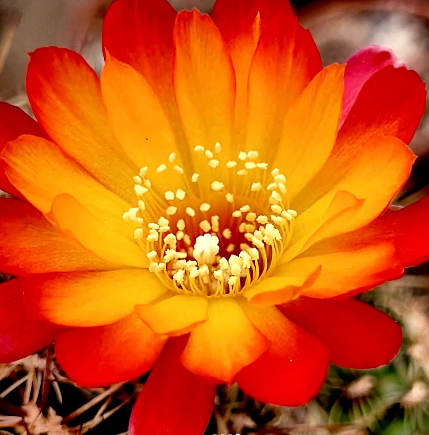 Sulcorebutia sainoiana cactus fiorito con vibranti fiori arancioni e gialli in primo piano