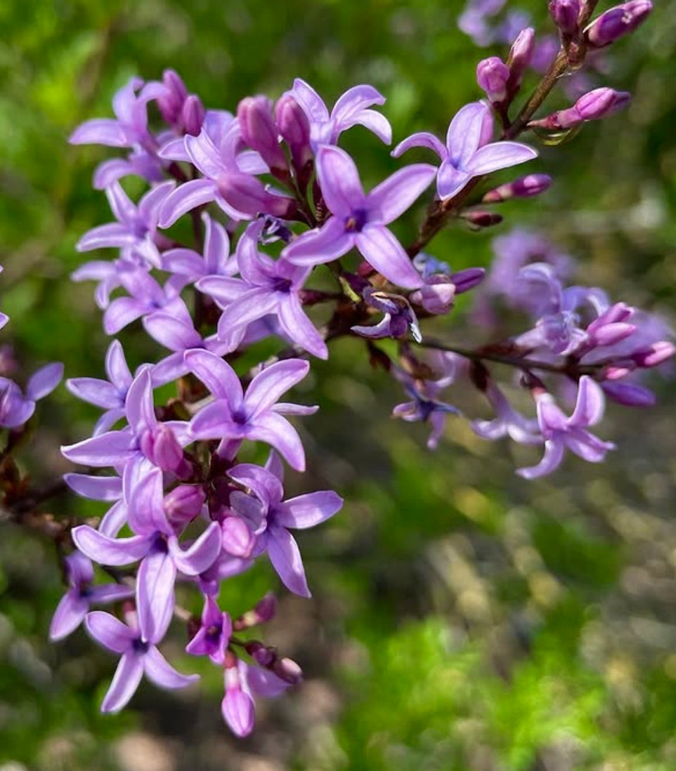 Syringa afghanica 10-20cm | Afghan lilac | Persian lilac