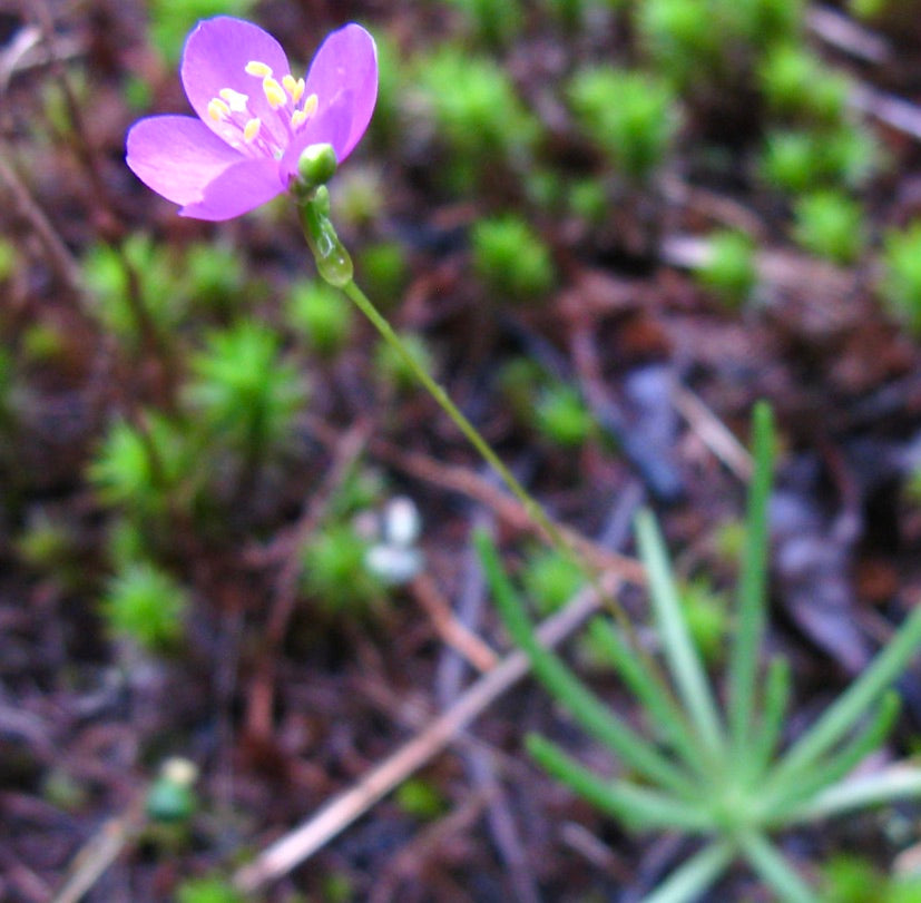 Talinum teretifolium delicate purple flower with slender green leaves and thin stem