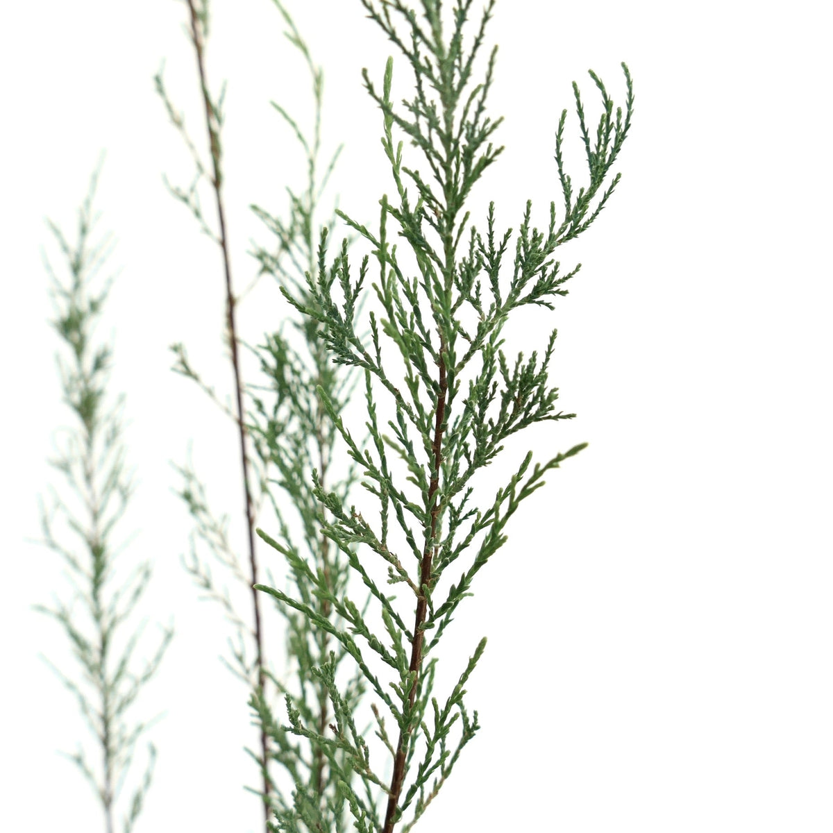 Tamarix africana 15-25cm | African tamarisk | Salt cedar