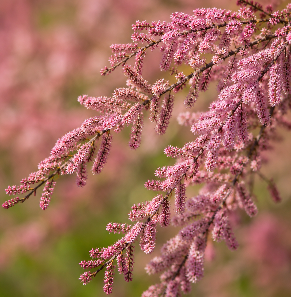 Tamarix tetrandra 40-80cm | Four-stamen tamarisk | Tamarisk