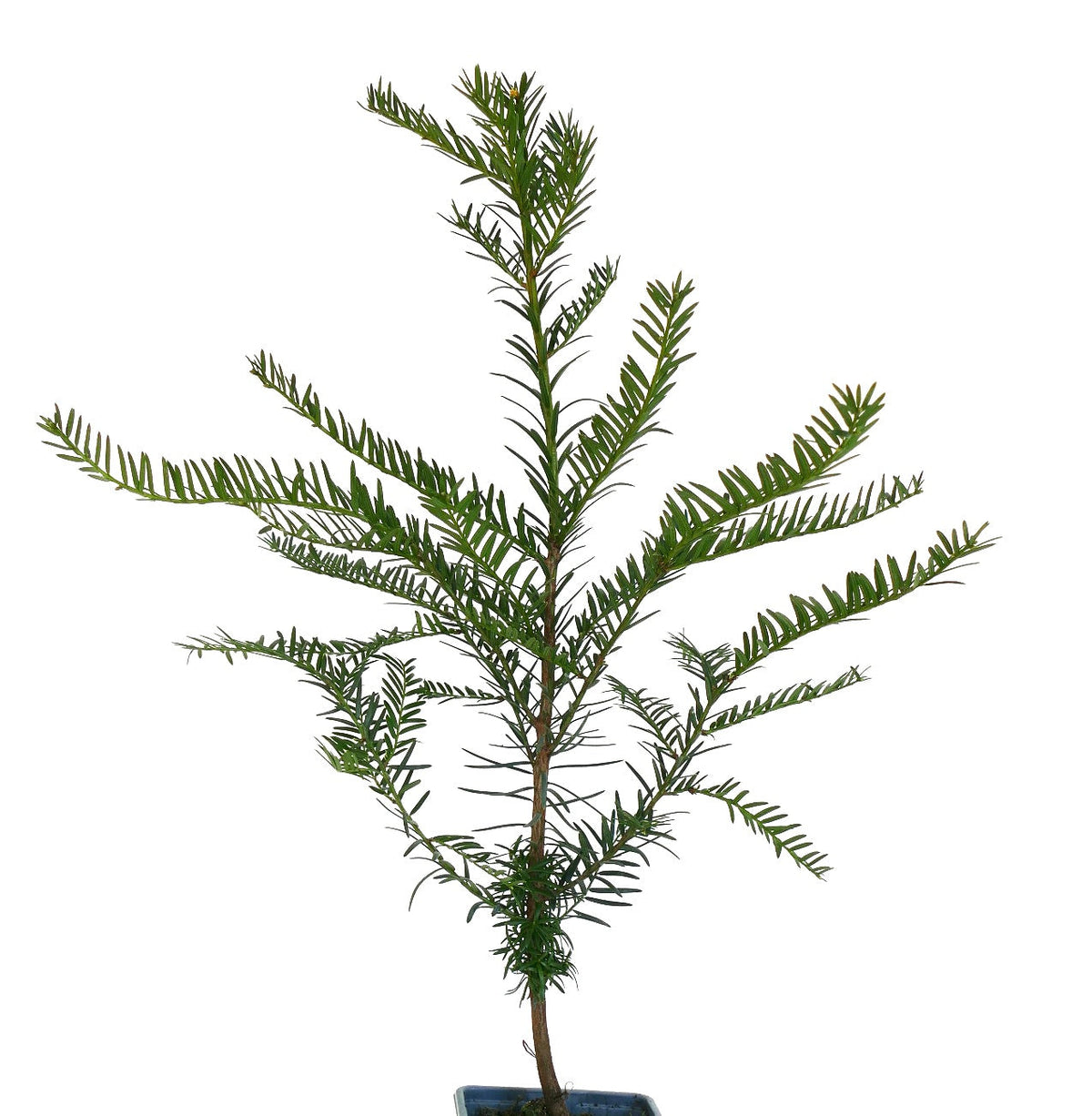 Taxus baccata 25-40cm | English yew | Common yew