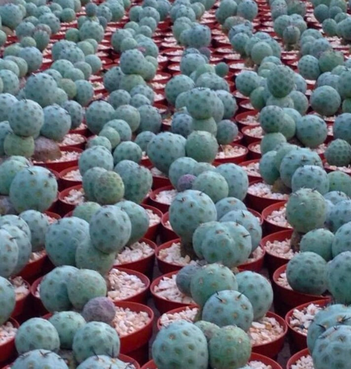 Tephrocactus geometricus 2 Balls | Geometric cactus | Two-ball cactus
