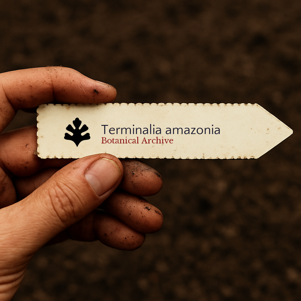 Terminalia amazonia | 1000 SEEDS