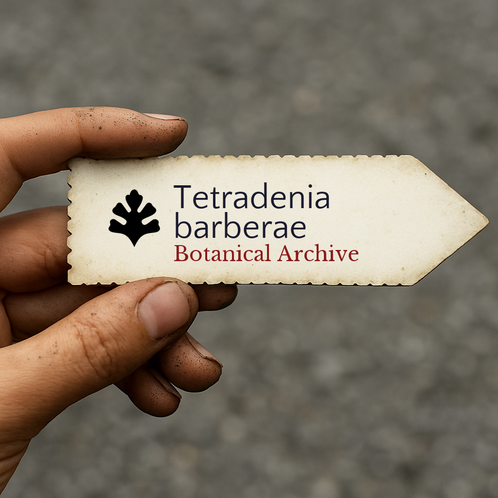 Tetradenia barberae | 1000 SEMI