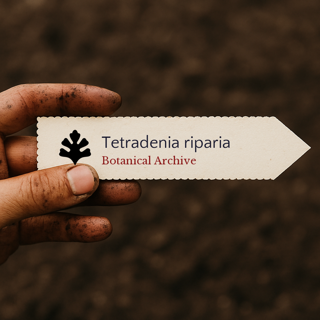 Tetradenia riparia | Misty Plume Bush, Ginger Bush | 10 SEEDS