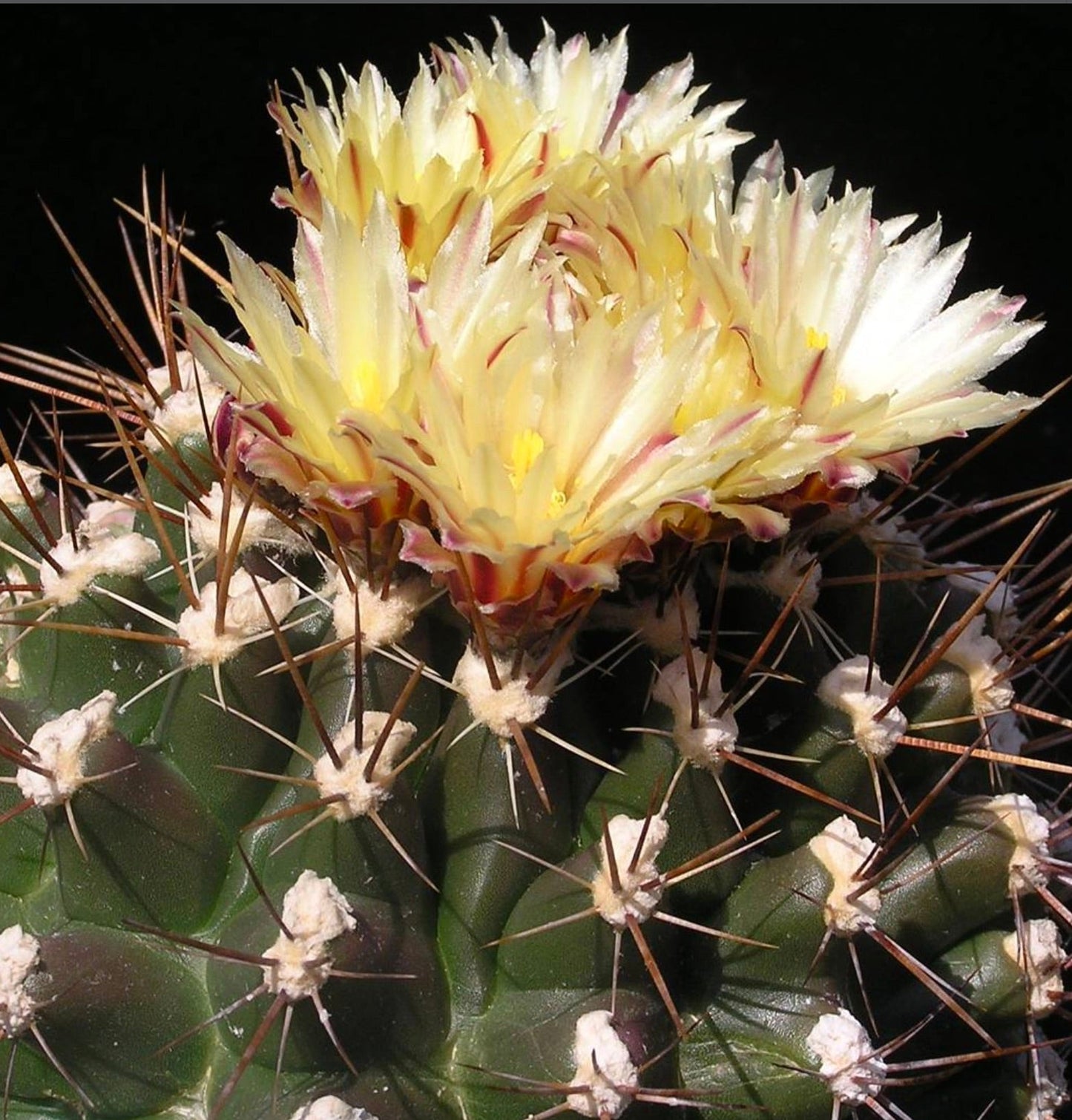 Il cactus Thelocactus flavus con fiori spinati gialli e corpo scanalato di un verde scuro