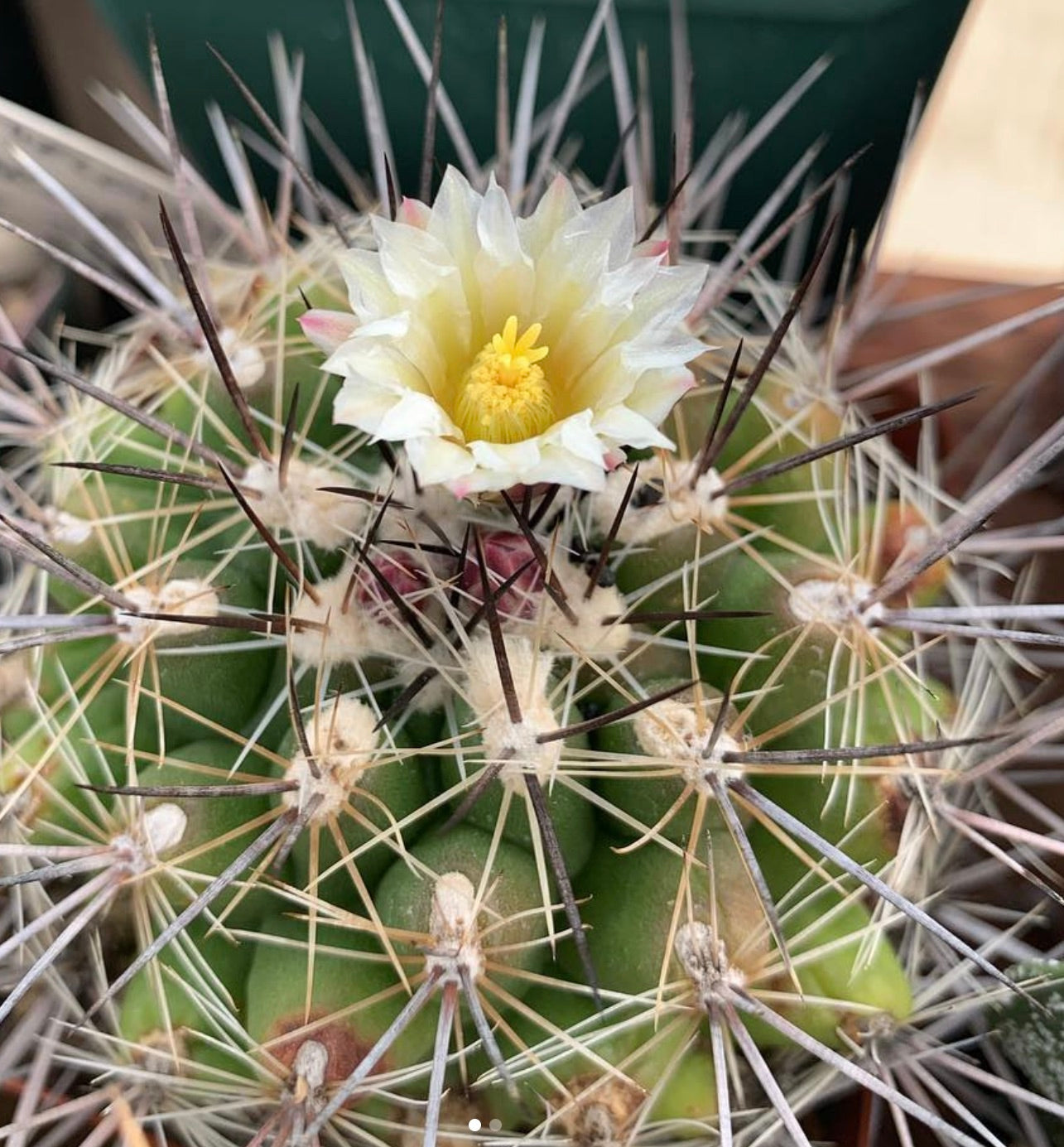 Thelocactus garciae cactus with white flower and long sharp spines close-up