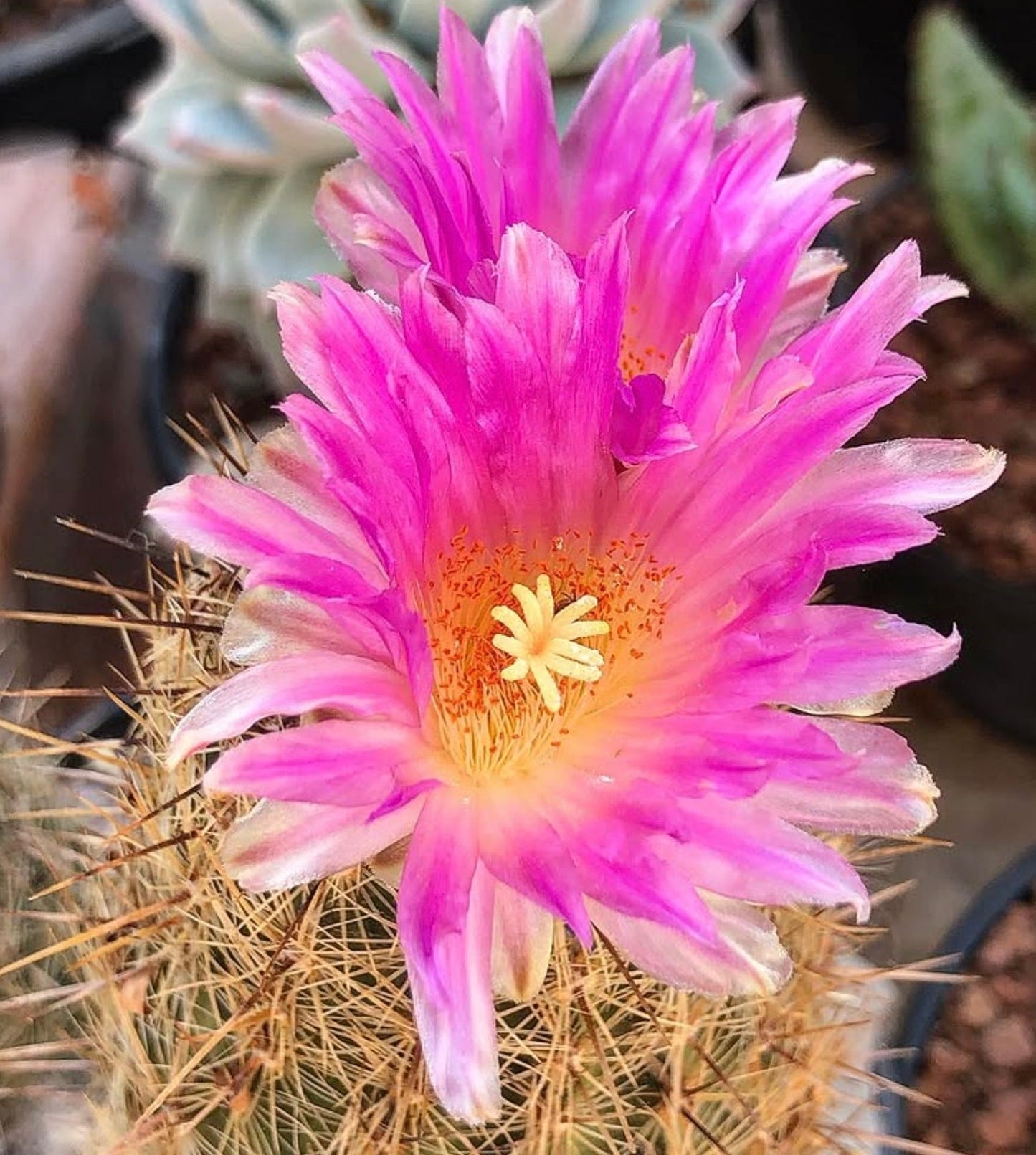 Thelocactus hastifer cactus with large vibrant pink flowers and prominent spines