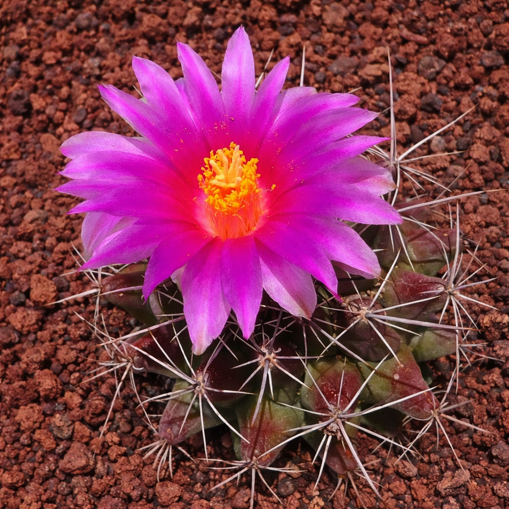 Thelocactus matudae cactus with vibrant pink flower and prominent white spines on rocky soil