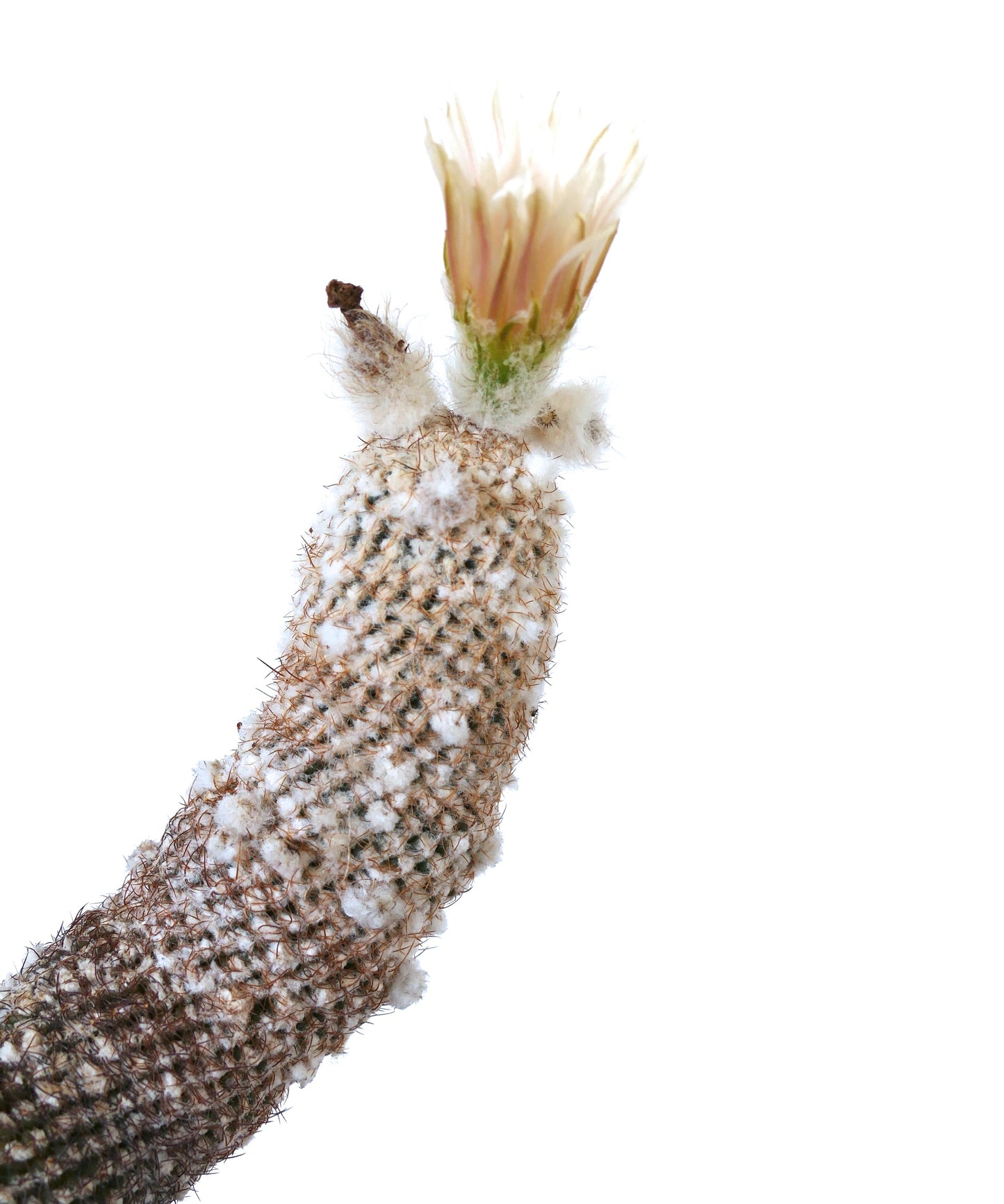 Thelocephala duripulpa cactus with white woolly areoles and pale pink flower bud