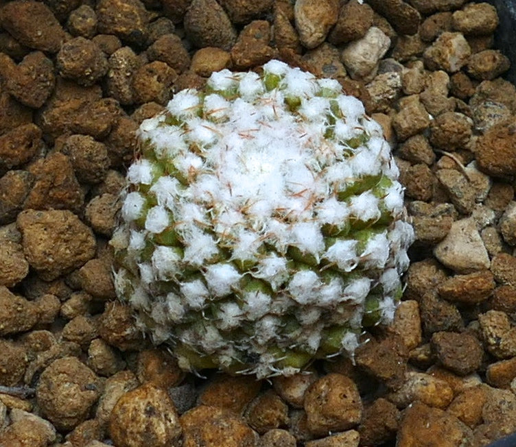 Thelocephala malleolata small round cactus with white woolly areoles on rocky soil