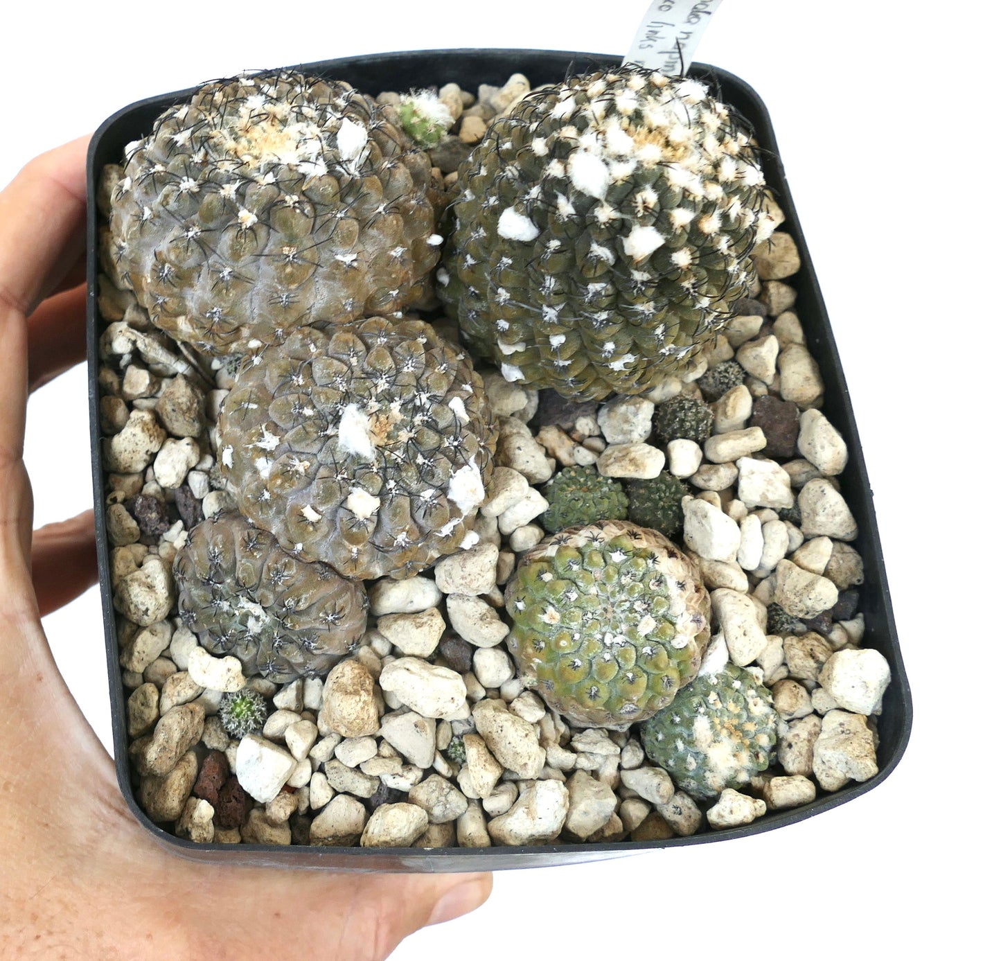 Thelocephala napina small round succulent cactus with white woolly areoles in pot