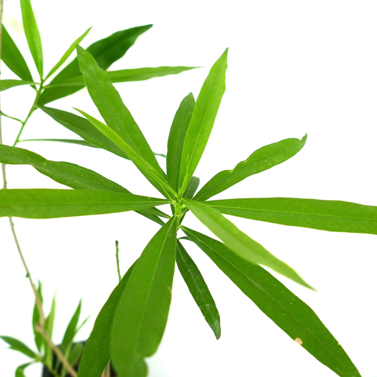 Thevetia peruviana 15-20cm | Yellow oleander | Lucky nut