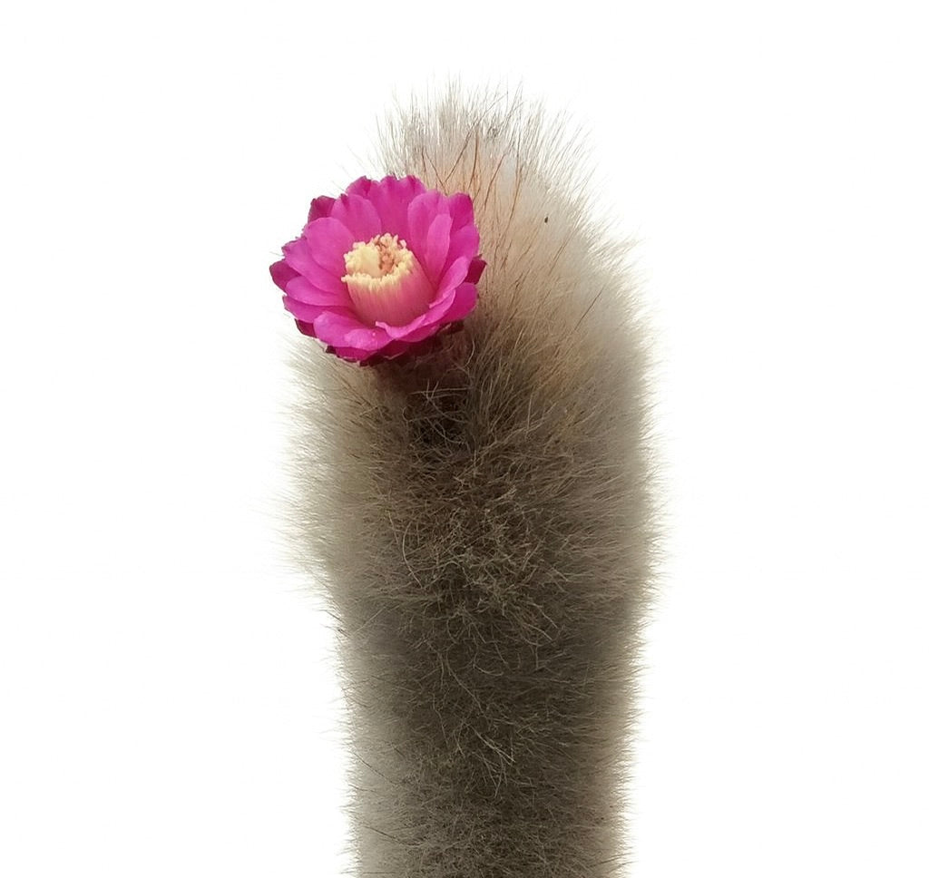 Thrixanthocereus senilis raro cactus con spine soffici e fioritura di colore rosa brillante