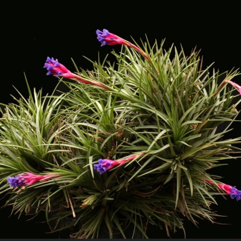 Tillandsia aeranthos 5-10cm | Air plant | Sky plant