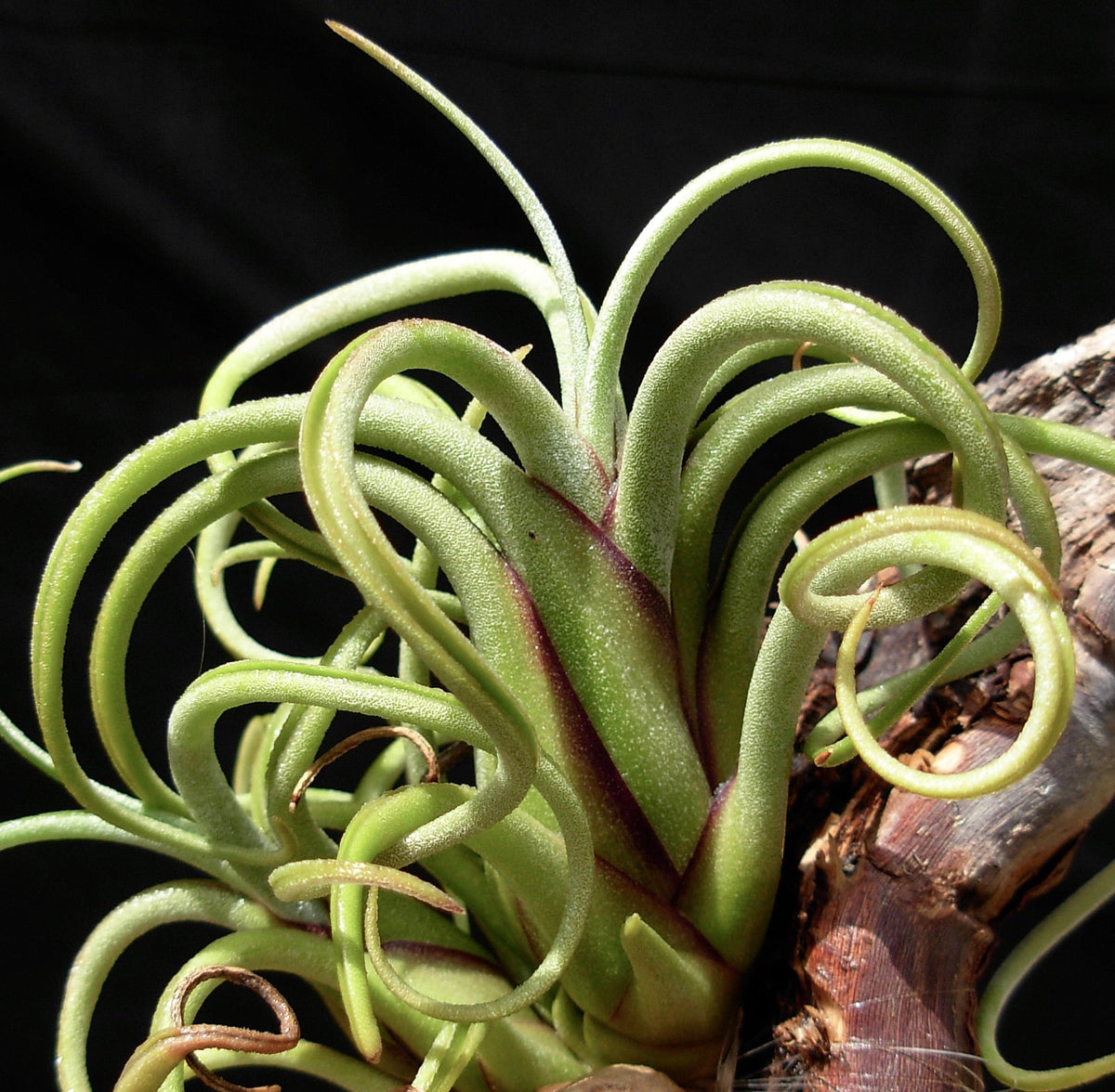 Tillandsia caput medusa 10-25cm | Medusa's head | Octopus plant