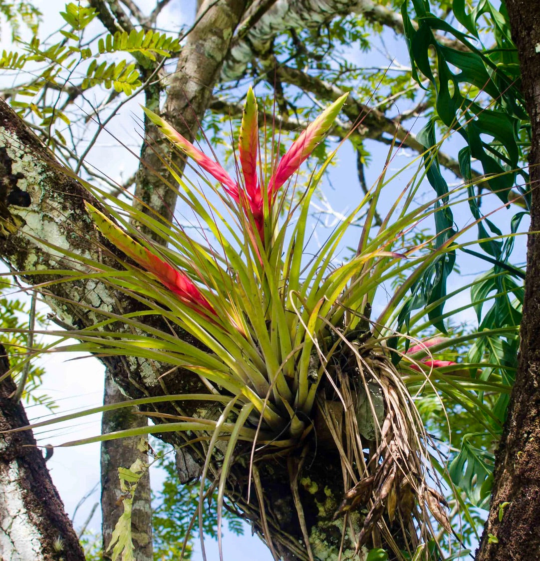 Tillandsia fasciculata 10-30cm | Cardinal airplant