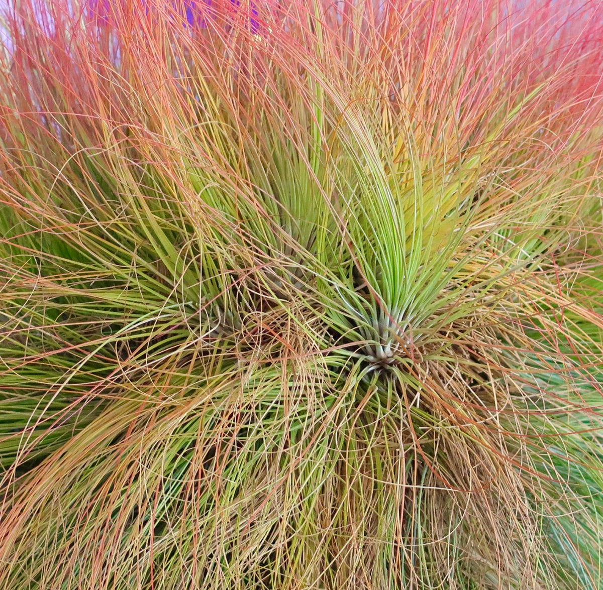 Tillandsia juncea 15-25cm | Air plant | Sky plant