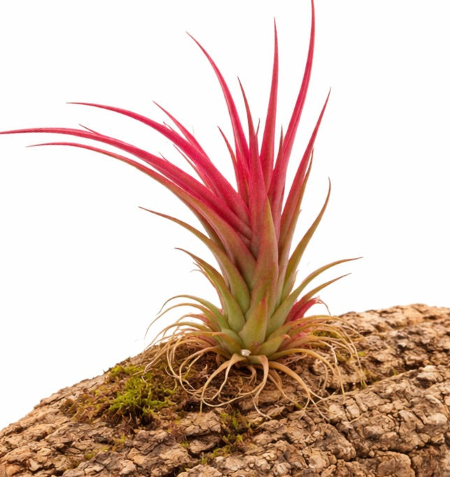 Tillandsia multiflora 'Red' 10-15cm | Pianta aerea | Tillandsia