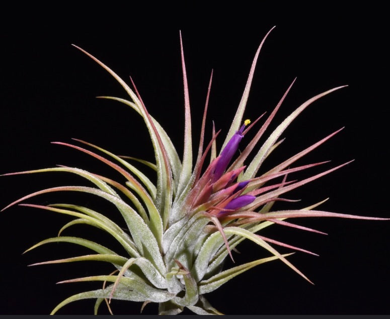 Tillandsia scaposa 5-10cm | Pianta aerea | Pianta del cielo