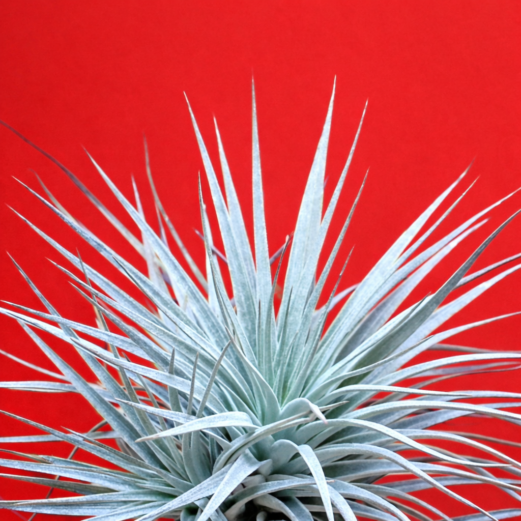 Tillandsia silver 10-25 cm | Pianta aerea | Tillandsia silver
