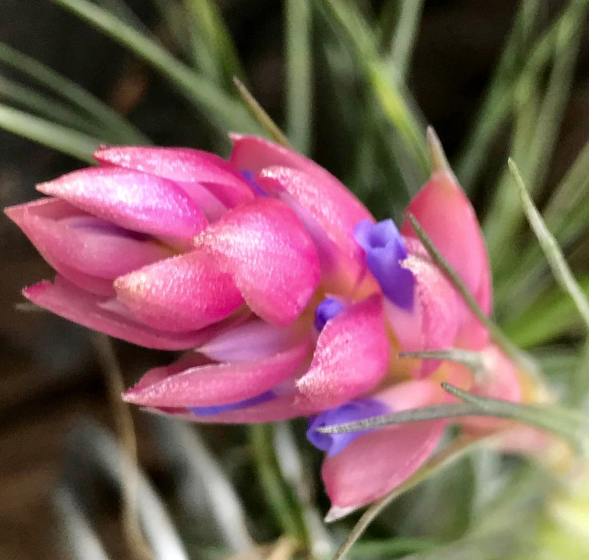 Tillandsia sticta 10-25cm | Air plant | Tillandsia