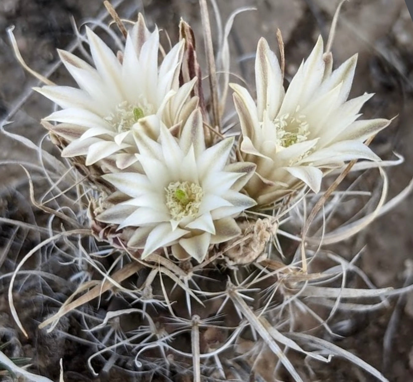 Toumeya papyracantha cactus with three white star-shaped flowers and spiny stems