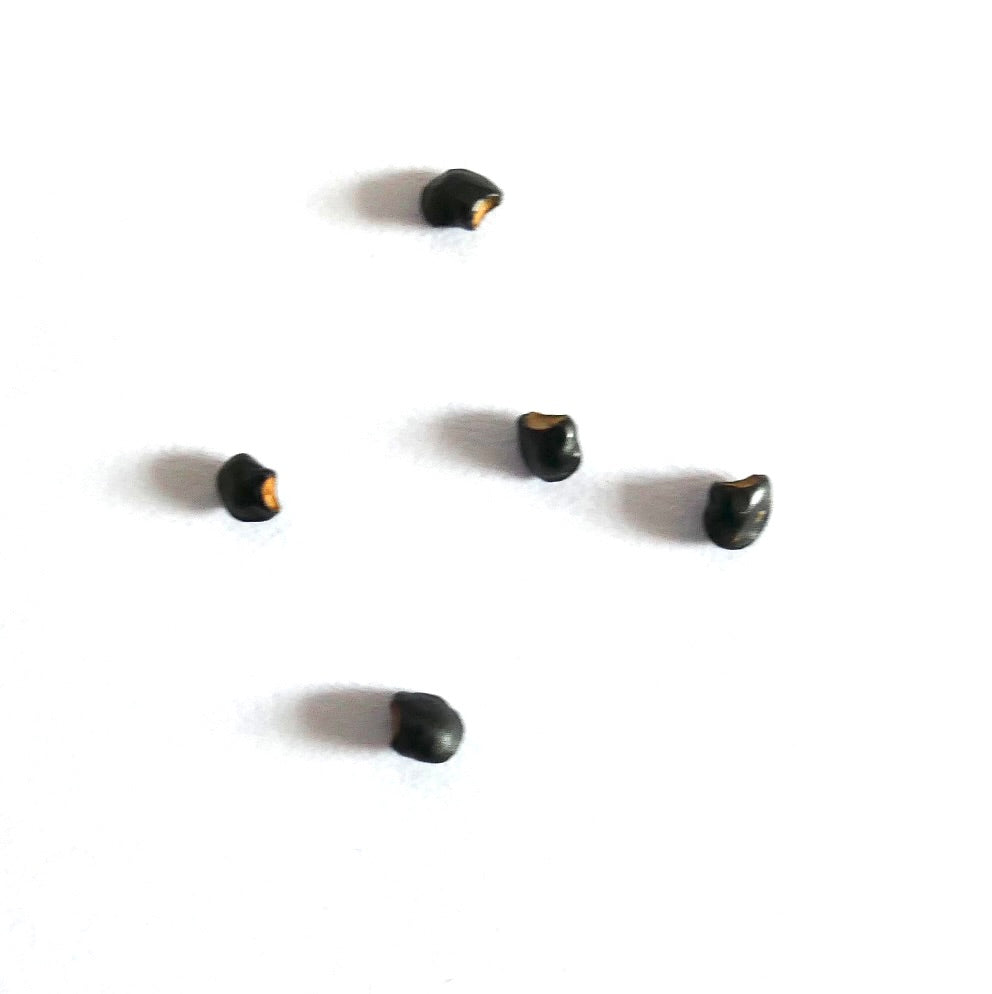 Toumeya papyracantha rare black cactus seeds on white background