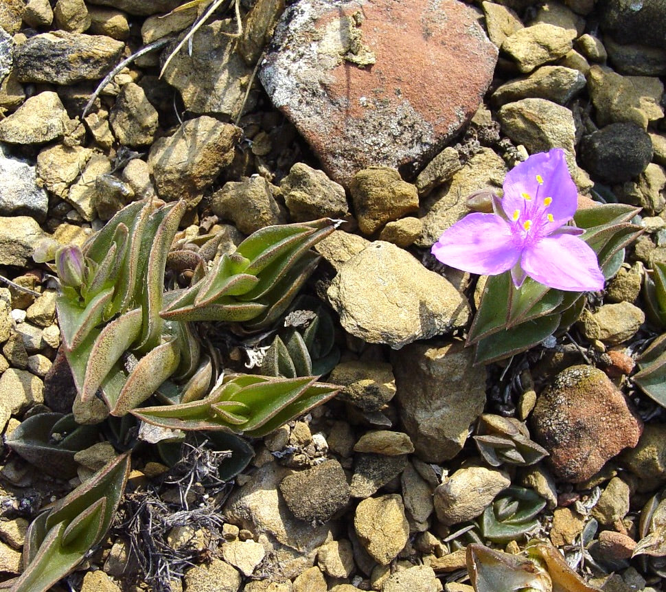 Tradescantia navicularis 2-5cm | Chain plant | Boat lily