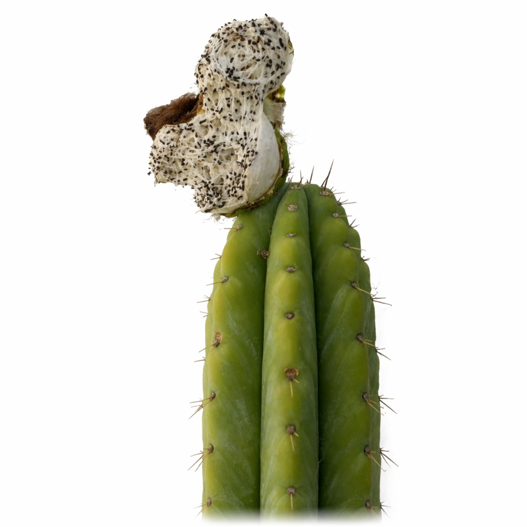 Trichocereus macrogonus raro cactus con fusto verde costolato e cima con fiore secco