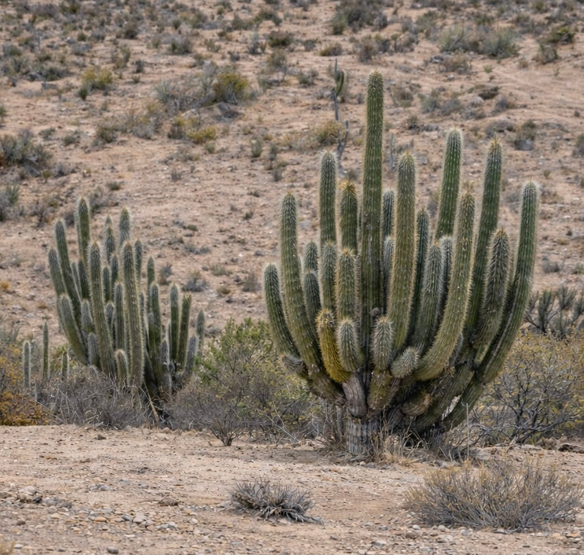 Trichocereus sp. tall columnar cactus cluster in arid Chilean desert landscape