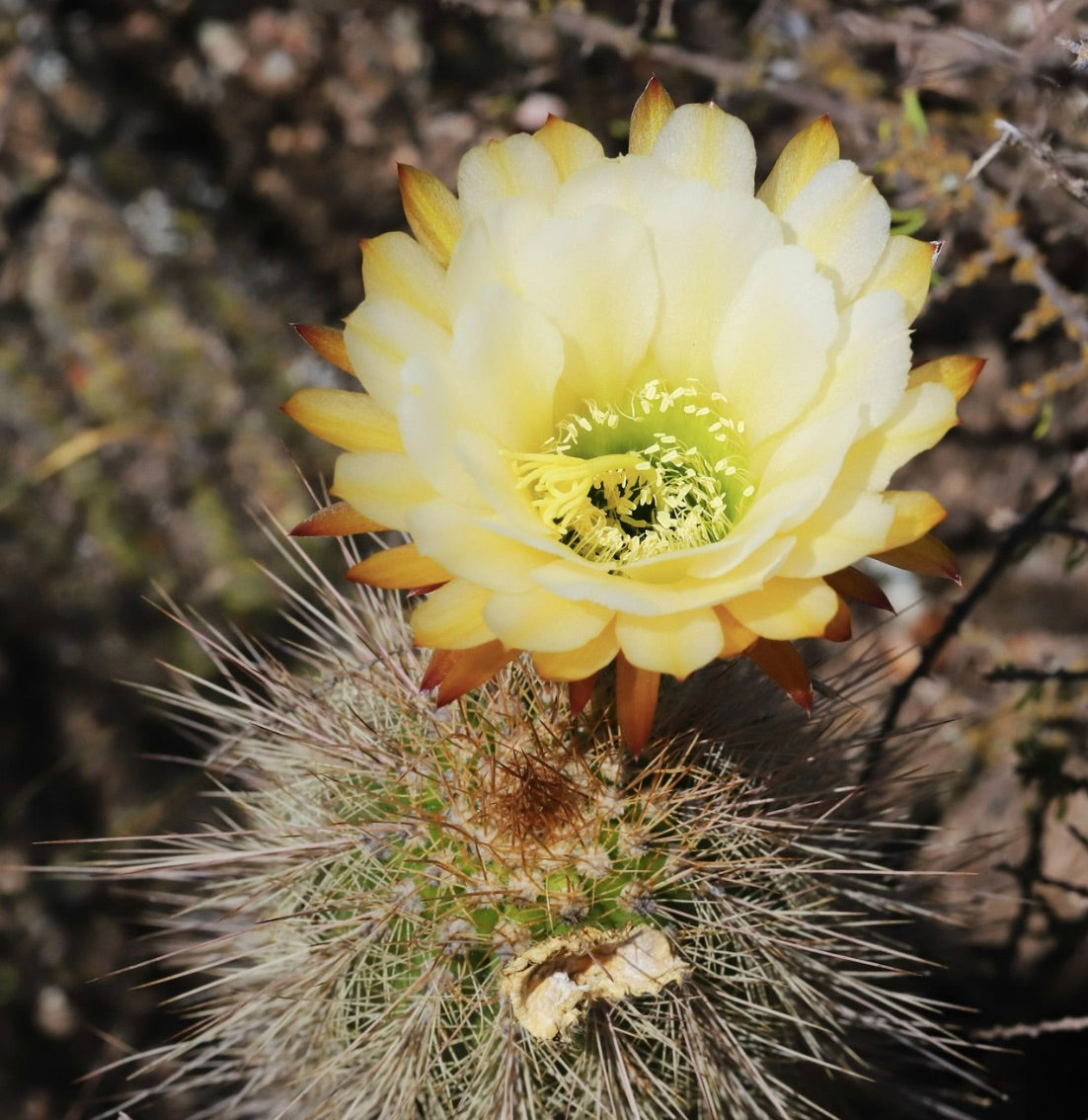 Trichocereus strigosus cactus with large pale yellow flower and sharp spines in natural habitat